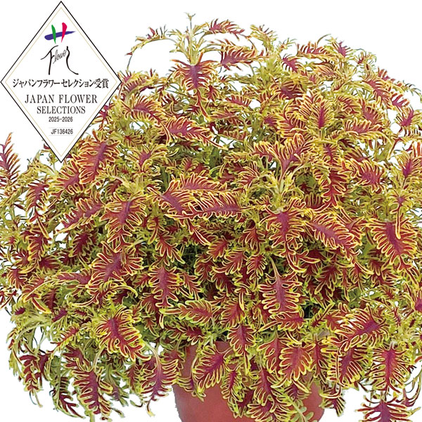 [26年4月下旬予約]コリウス：ライムエッジ3.5号ポット