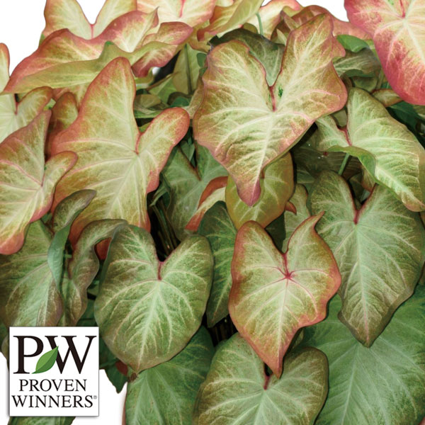 [26年6月中下旬予約]ガーデンカラジウム：ハートトゥハート クリームブリュレ3.5号ポット