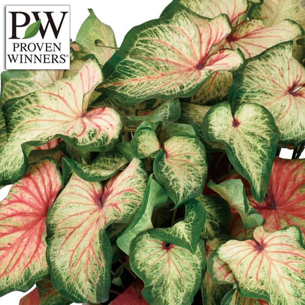 ガーデンカラジウム：ハートトゥハート ボールドンビューティフル3.5号ポット