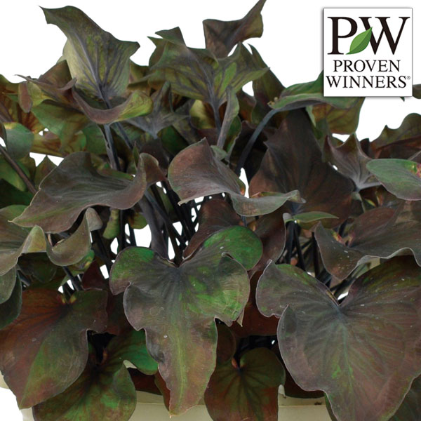 [26年6月中下旬予約]ガーデンカラジウム：ハートトゥハート ミッドナイトオイル3.5号ポット