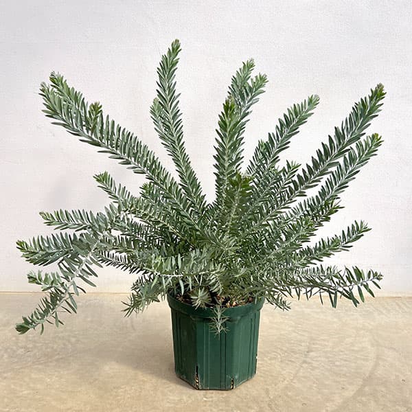 アカシア：ブルーブッシュ7号鉢植え