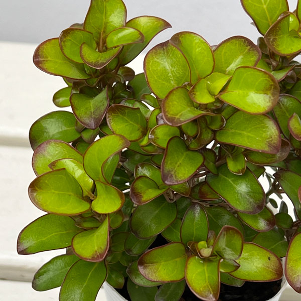 コプロスマ：コッパーシャイン2.5号ポット