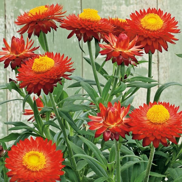 [26年3月中下旬予約]ヘリクリサム：パステルNEO　ファイア3.5号ポット