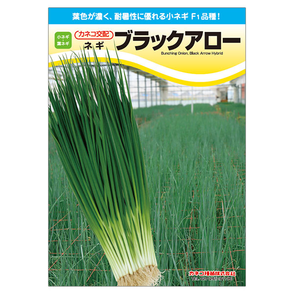 ネギ：暑さに強い シャキッと小ネギ ブラックアロー [春-秋まき 野菜タネ]*