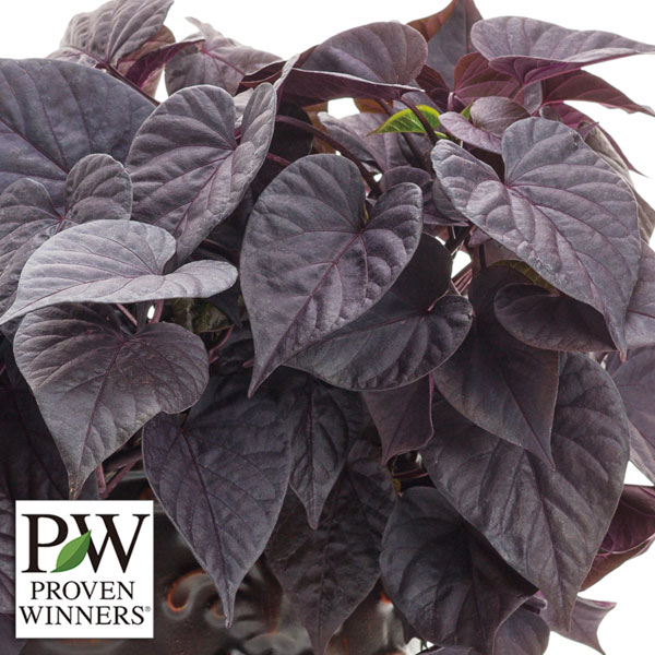 [26年4月下旬予約]イポメア：モリーナ ショコラート3号ポット