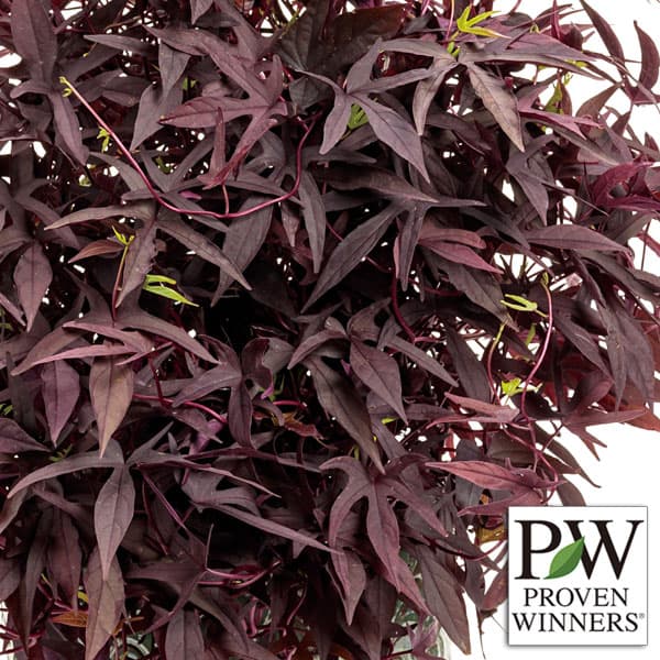 [26年4月下旬予約]イポメア：スパイラル ブラウニー3号ポット