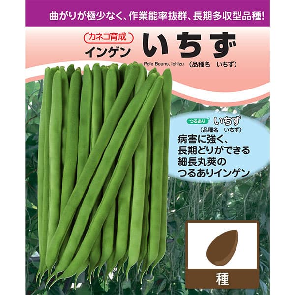 インゲン：長い間収穫できる つるありインゲン　いちず[春・夏まき 野菜タネ]*