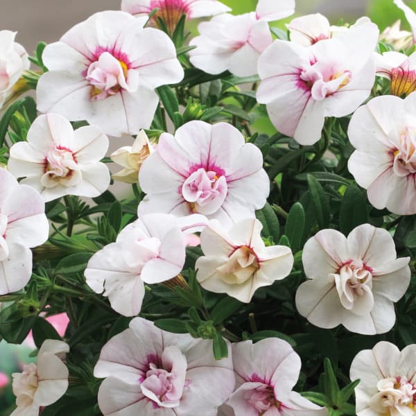 カリブラコア八重咲：ウノダブル ホワイトピンクベイン3号ポット