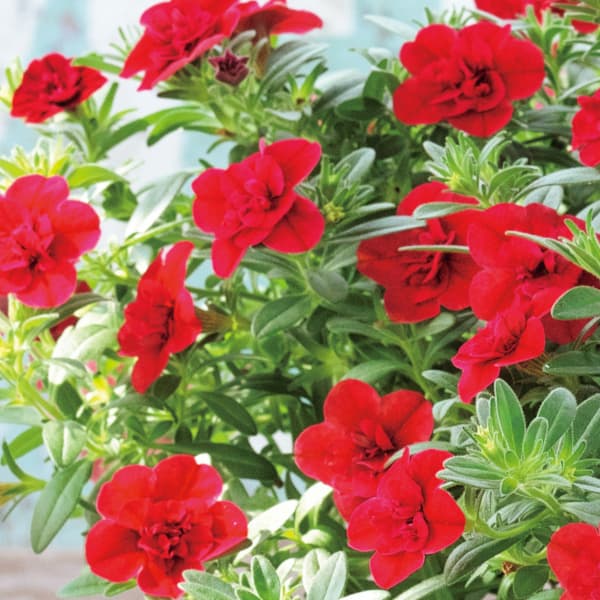 カリブラコア八重咲：ウノダブル レッド3号ポット