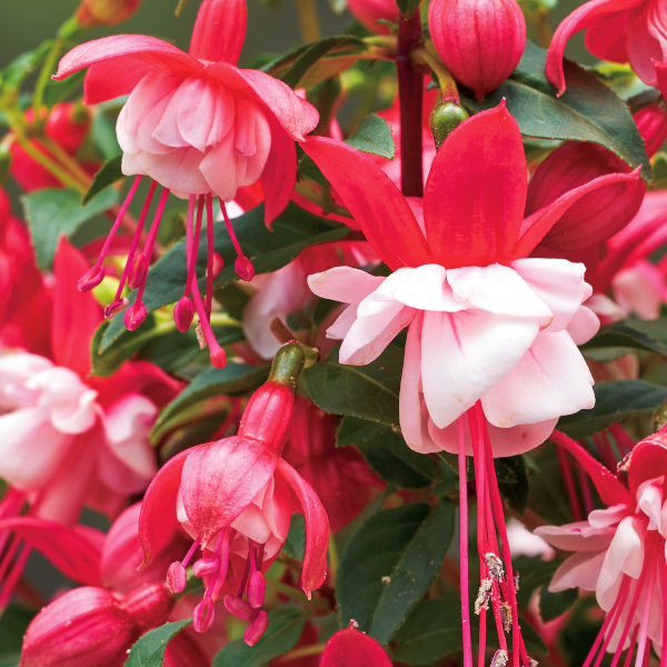 [26年3月中下旬予約]フクシア：プーニー　ダブルローズ＆ホワイト 3-3.5号ポット