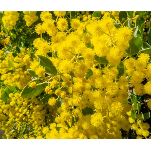 (わけあり特価)アカシア:パールアカシア5号鉢植え