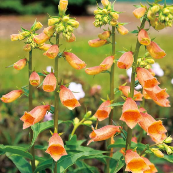 [26年4月上旬予約]ジギタリス：ゴールドクレスト3.5号ポット