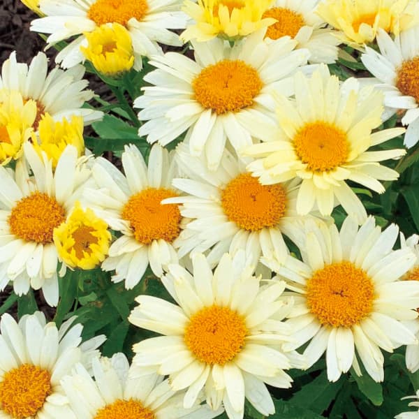 [26年4月上旬予約]シャスターデージー：サンシャインフリーク3.5号ポット