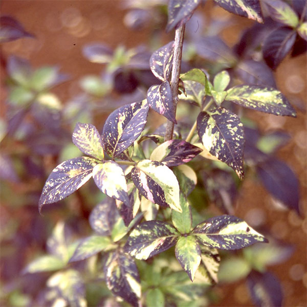 コガクウツギ：紺照（コンテリ）ウツギ3号ポット