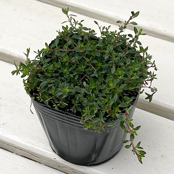 タイム（ほふく性）：レモンタイム　マジックカーペット3号ポット