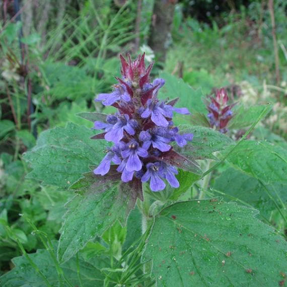 カイジンドウ（甲斐竜胆）3号ポット