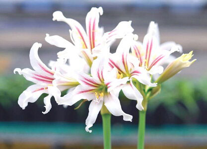 ヒッペアストルム：ハリソニー1球