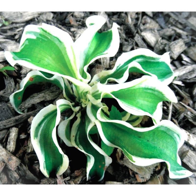 ギボウシ：レッツ ツイスト アゲイン3.5号ポット