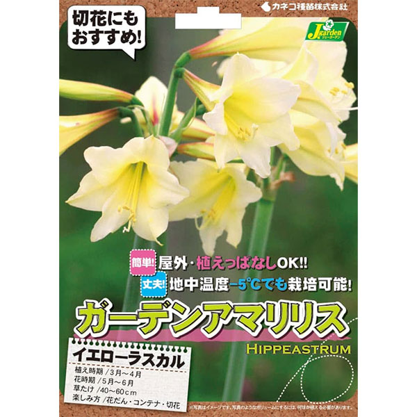 [26年2月中下旬予約]ガーデンアマリリス：イエローラスカル1球