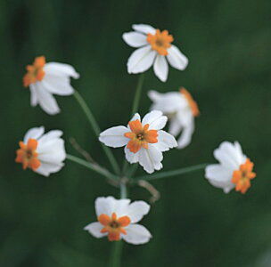 リューココリーネ　ナルシオイデス1球