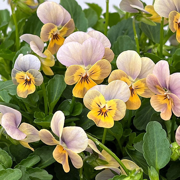 【お1人様1ポット】ビオラ:ビオレッタ グレイッシュオレンジモンキーズ3.5号ポット