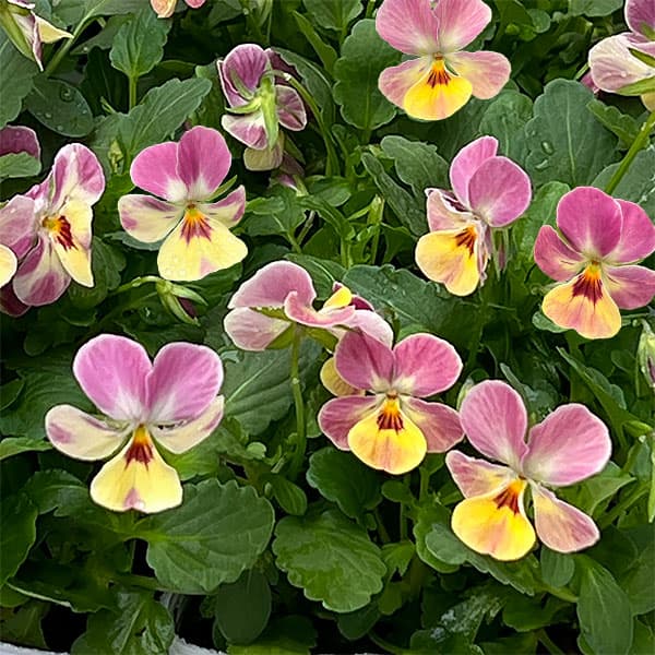 【お1人様1ポット】ビオラ:ビオレッタ トロピコ3.5号ポット