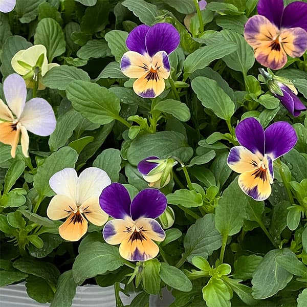 【お1人様1ポット】ビオラ:ビオレッタ モーブパンプキン3.5号ポット