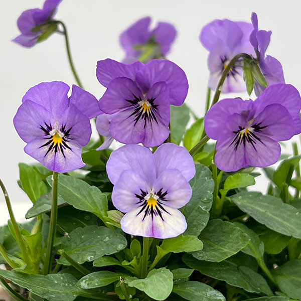 【お1人様1ポット】ビオラ:ビオレッタ ミスティックブルー3.5号ポット