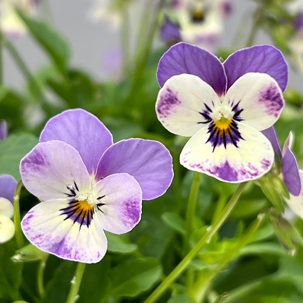 【お1人様1ポット】ビオラ:ビオレッタ ブルーチーク3.5号ポット