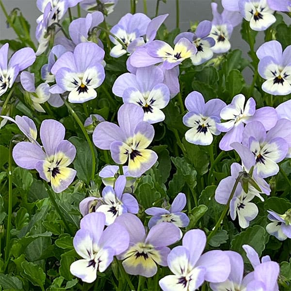 【お1人様1ポット】ビオラ:ビオレッタ ホリーブルー3.5号ポット