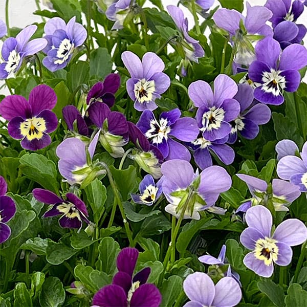 【お1人様1ポット】ビオラ:ビオレッタ V.ビーナス3.5号ポット