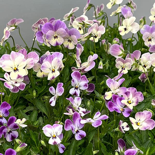 【お1人様1ポット】ビオラ:ビオレッタ ルビーブロッサム3.5号ポット