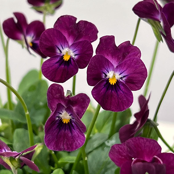 【お1人様1ポット】ビオラ:ビオレッタ レディッシュ411 3.5号ポット