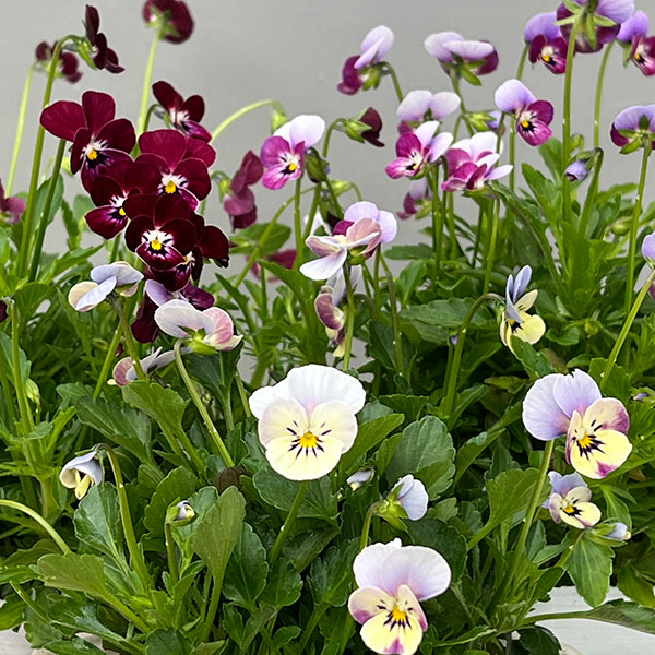 【お1人様1ポット】ビオラ：ビオレッタ　シニョンズ3.5号ポット