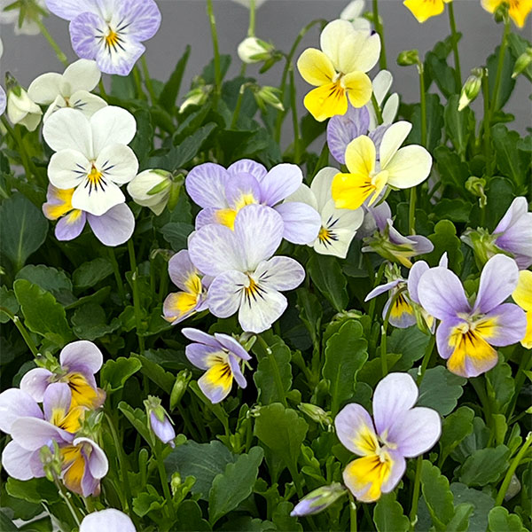 【お1人様1ポット】ビオラ：ビオレッタ　ハーミット3.5号ポット