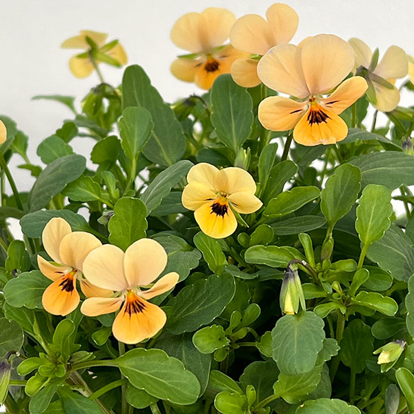 【お1人様1ポット】ビオラ：ビオレッタ　オレンジジュース3.5号ポット