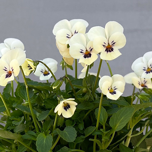 【お1人様1ポット】ビオラ：ビオレッタ　かすみ3.5号ポット