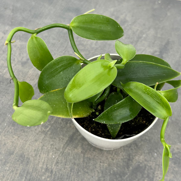 バニラ（緑葉）3.5号ポット