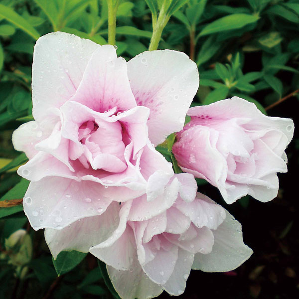 平戸ツツジ：ミセスグラバー5号ポット