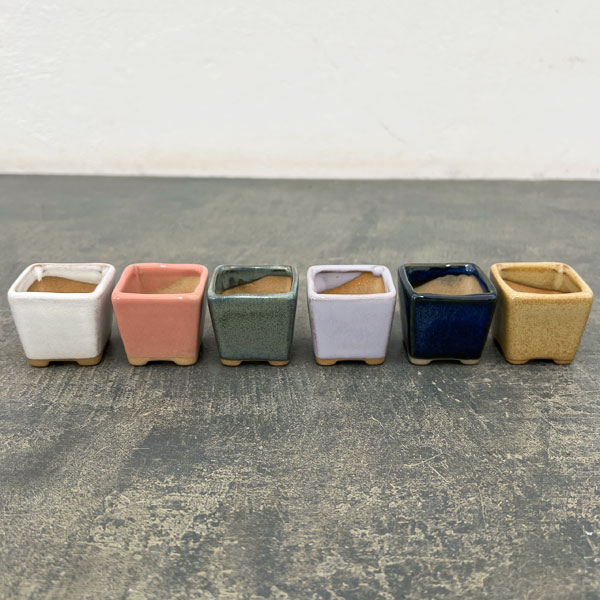 マメポットH　角形・鉢色おまかせ1鉢（直径4cm）