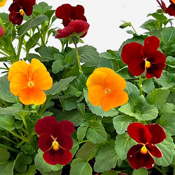 ビオラ:2色植え ソルベXP(ディープオレンジ&レッド)3.5号ポット