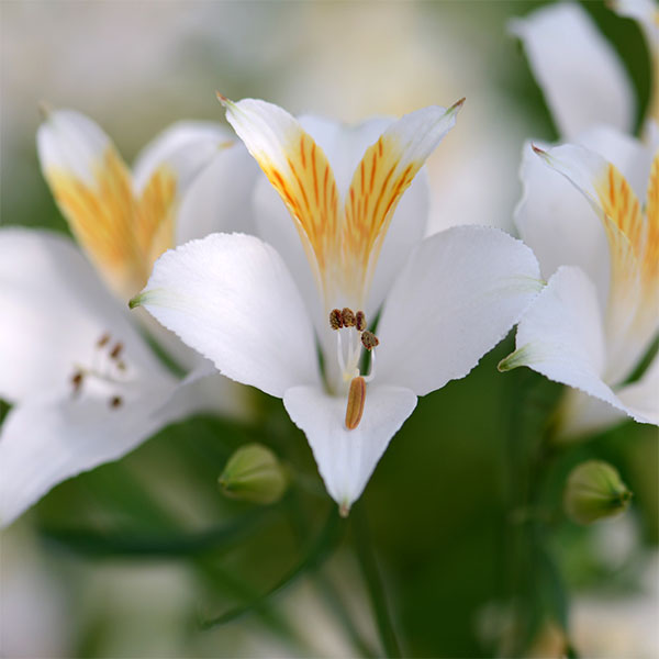 アルストロメリア：リグツホワイトシェード2株セット