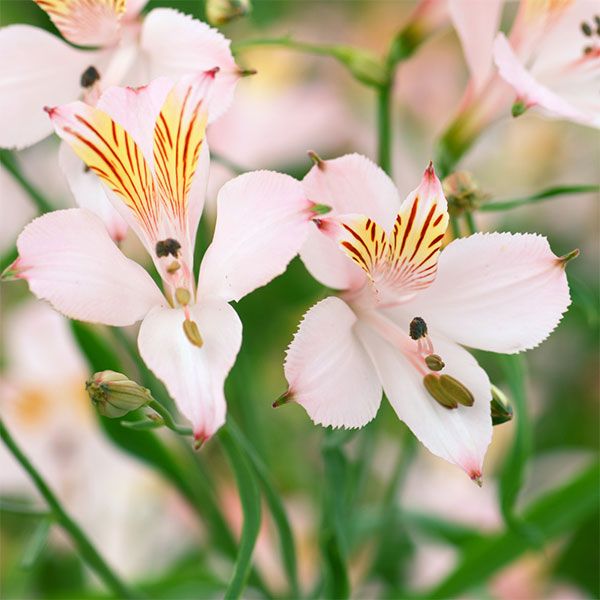 アルストロメリア：リグツライトピンクシェード（ペールピンクシェード）2株セット