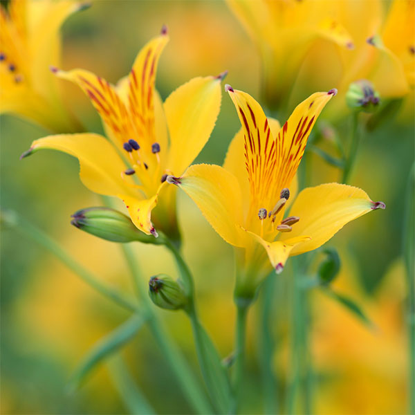 アルストロメリア：リグツイエローシェード2株セット