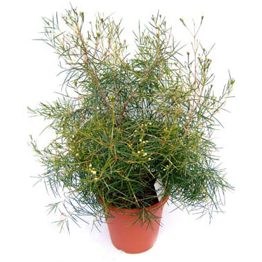 ワックスフラワー：白花5号ポット