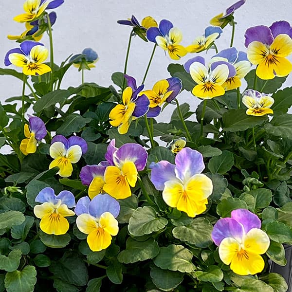 ビオラ ソルベシリーズの2色植え