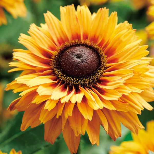 [26年5月中下旬予約]ルドベキア：エンチャンテッド　サン4号ポット