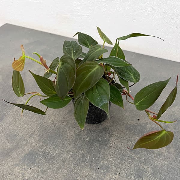 フィロデンドロン：ミカンス 3号ポット