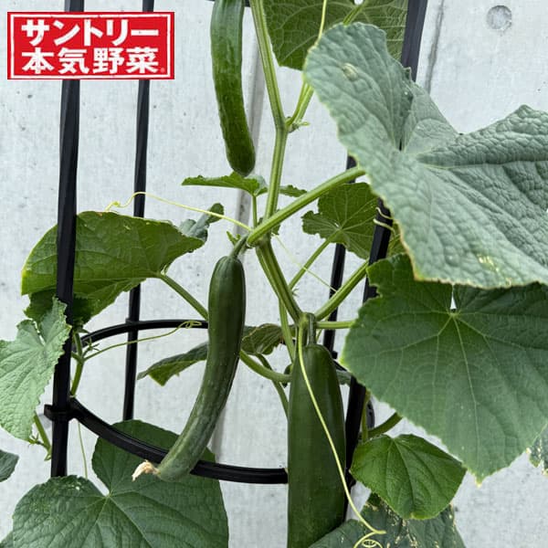[26年4月下旬予約]キュウリ：節なりプランターキュウリ 自根苗3号ポット