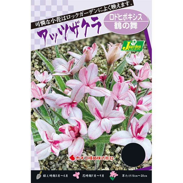 [26年2月中下旬予約]アッツ桜（アッツザクラ）：鶴の舞　2球入り